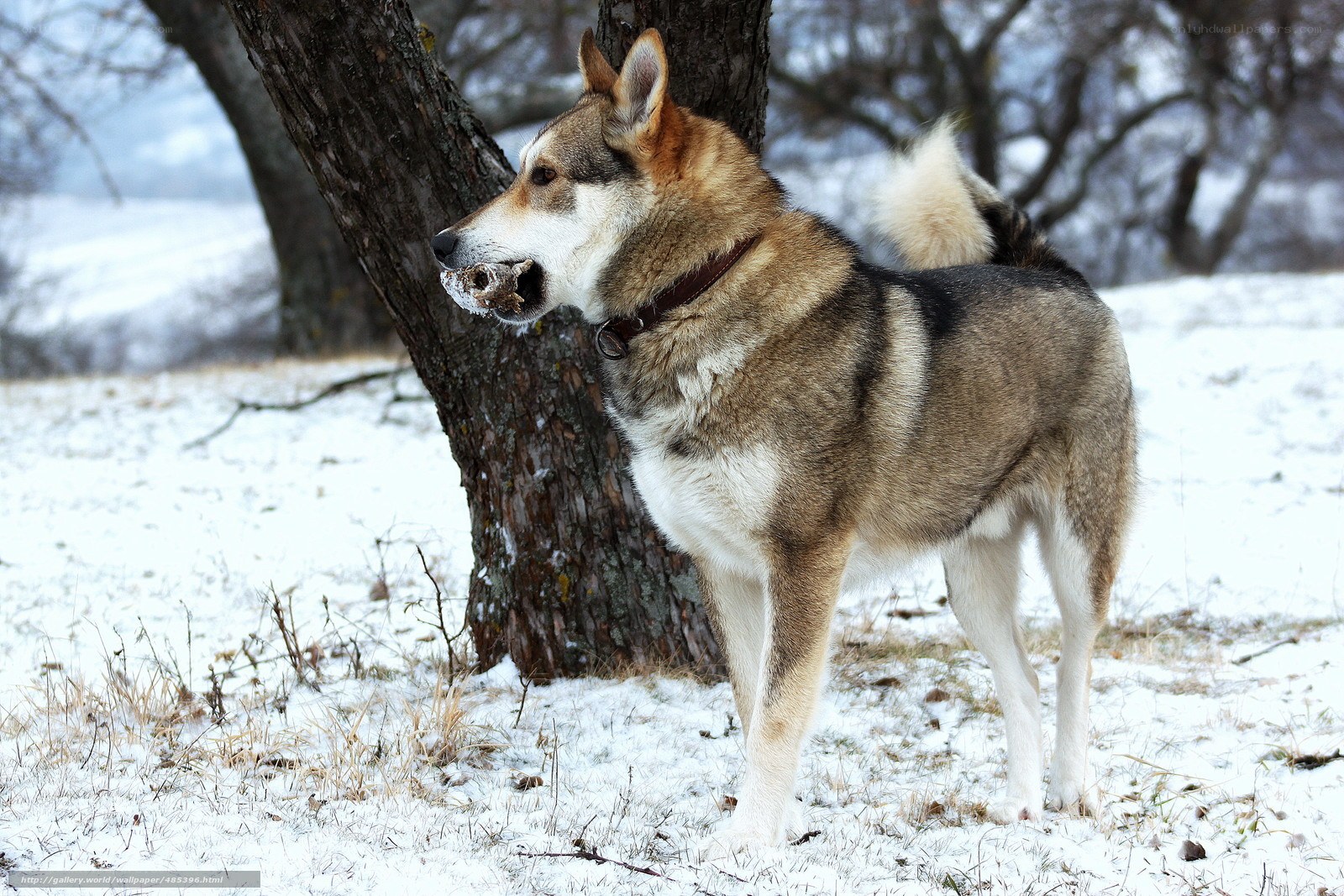 Dog with bone in snowy field