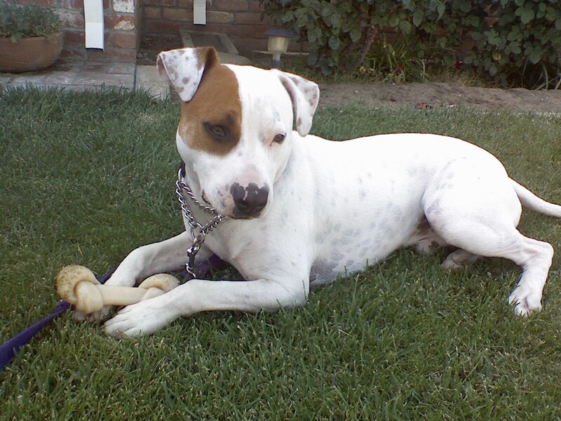 dog with bone on grass