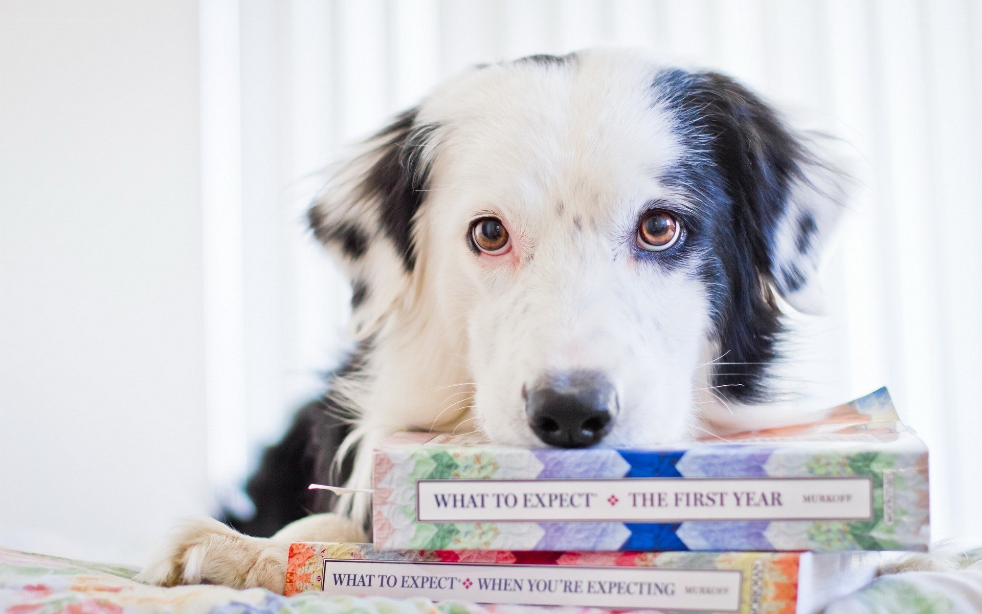 dog with books on bed