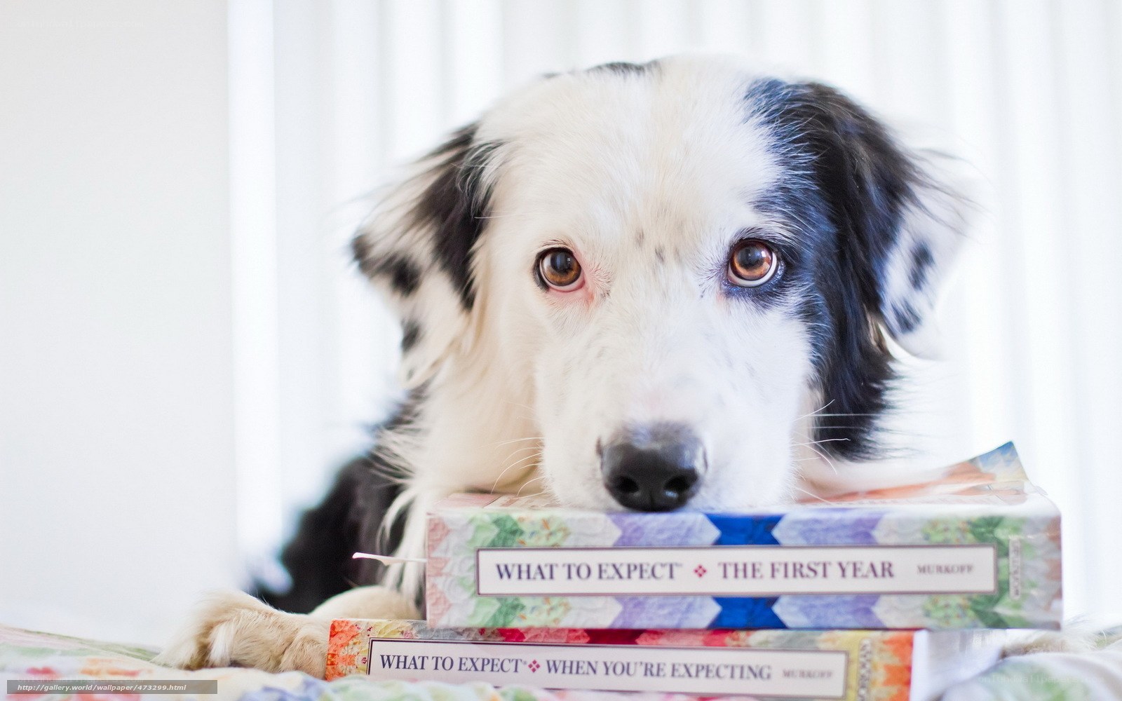 dog with books on bed