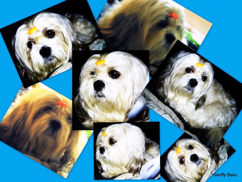 dog with bow collage