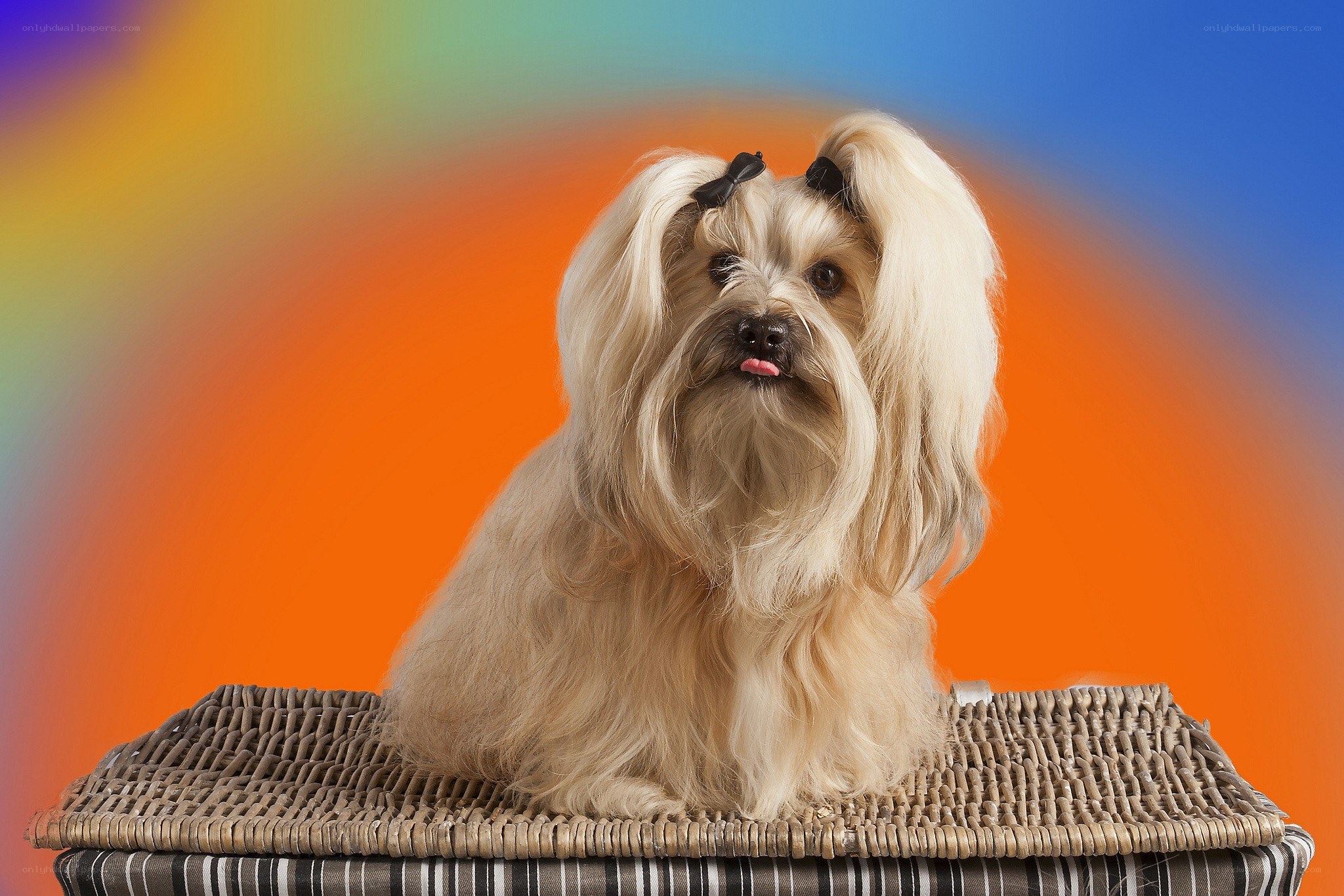 dog with bow on colorful background