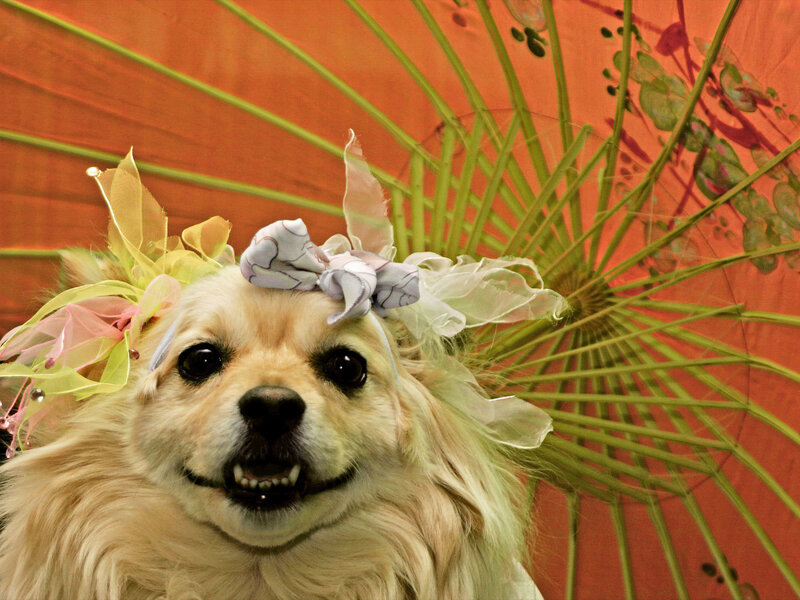 Dog with Bow on Head — Orange