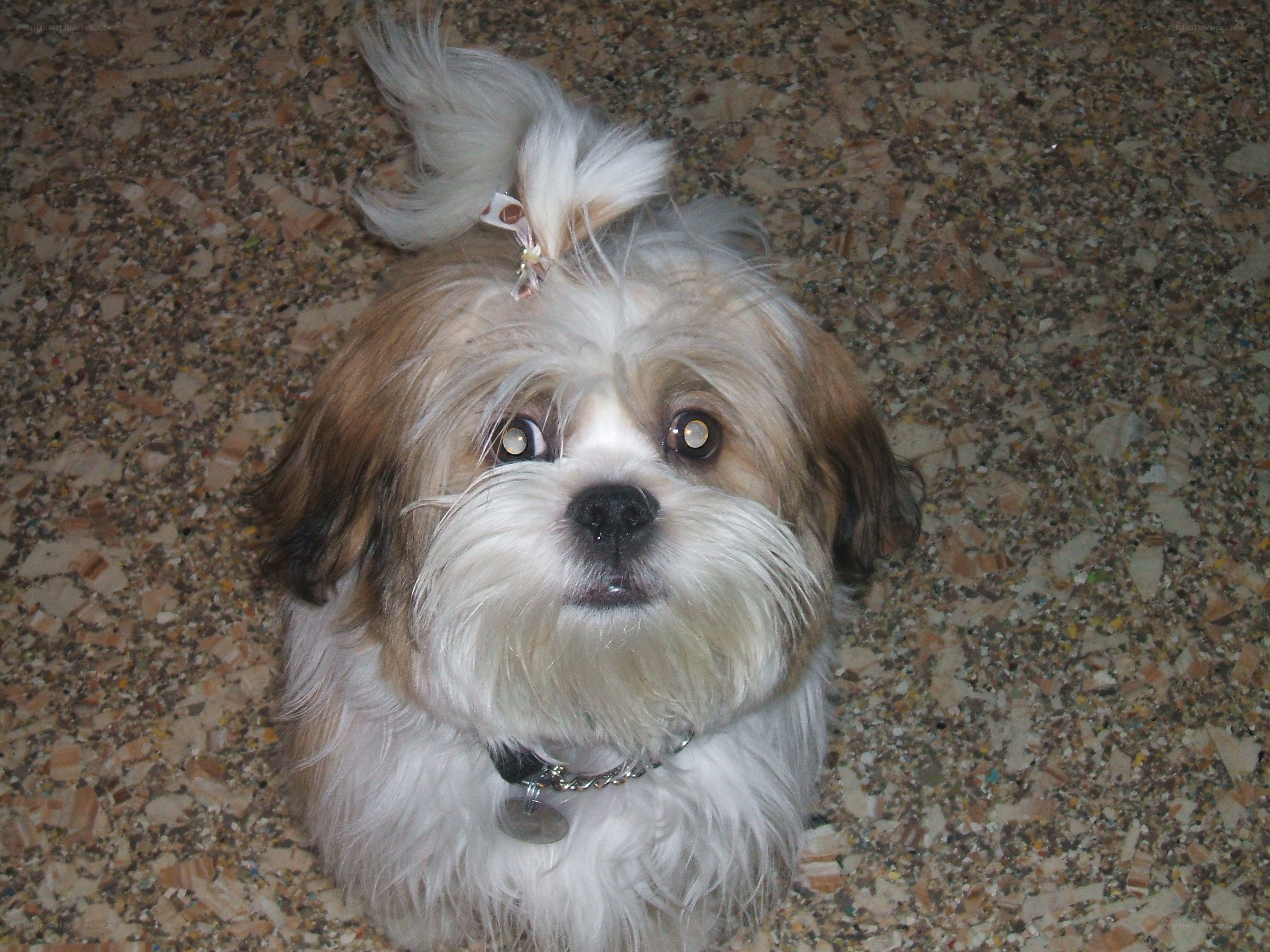 dog with bow on head