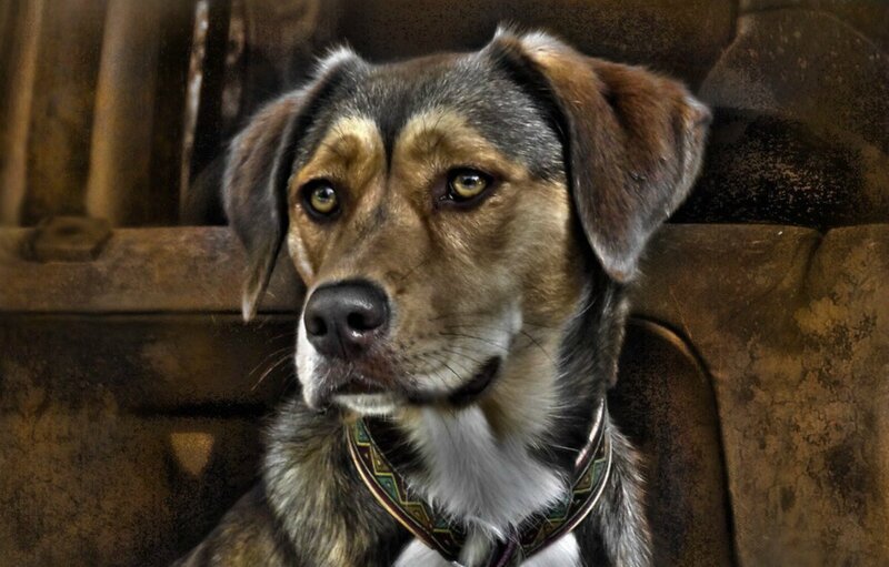 Dog with Brown and Black Fur — Calm