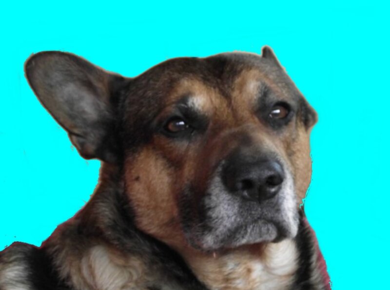 Dog with Brown and Black Fur
