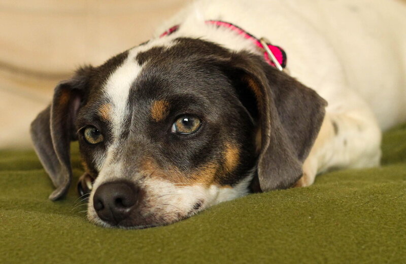 Dog with Brown and White Fur — Calm