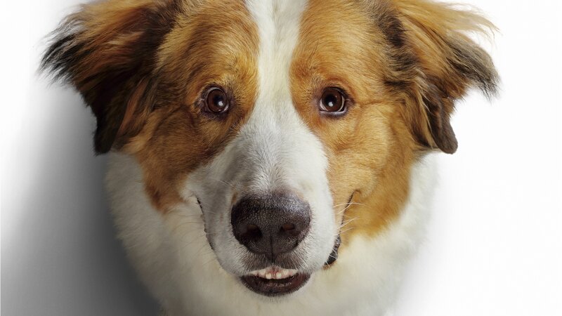 Dog with Brown and White Fur — Neutral
