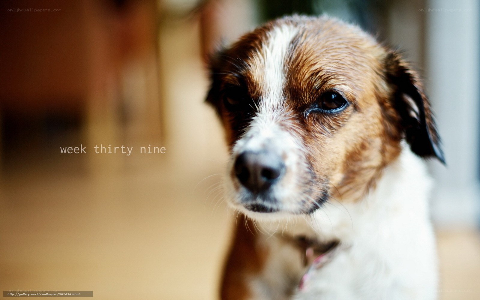 dog with brown and white fur