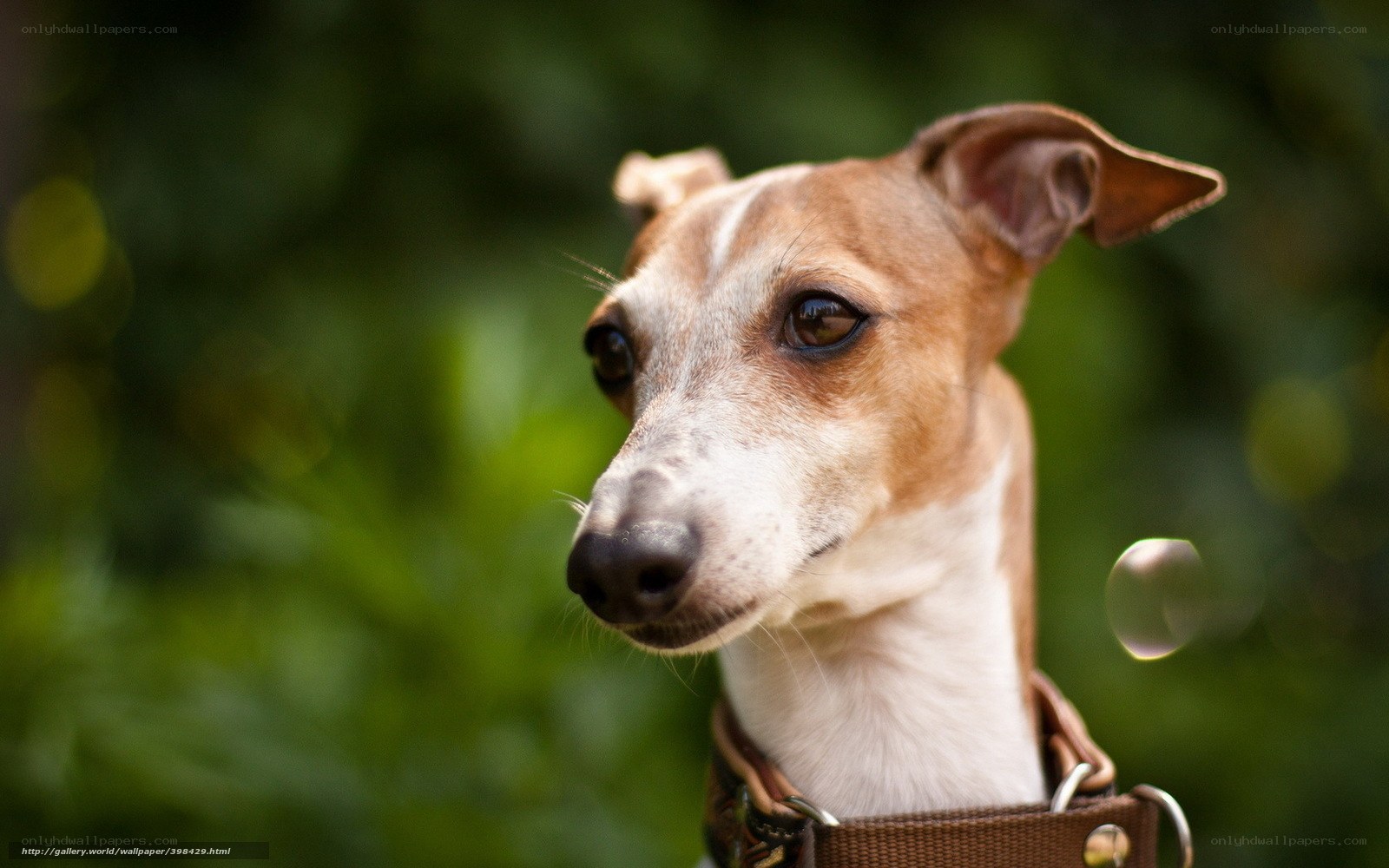 dog with brown collar
