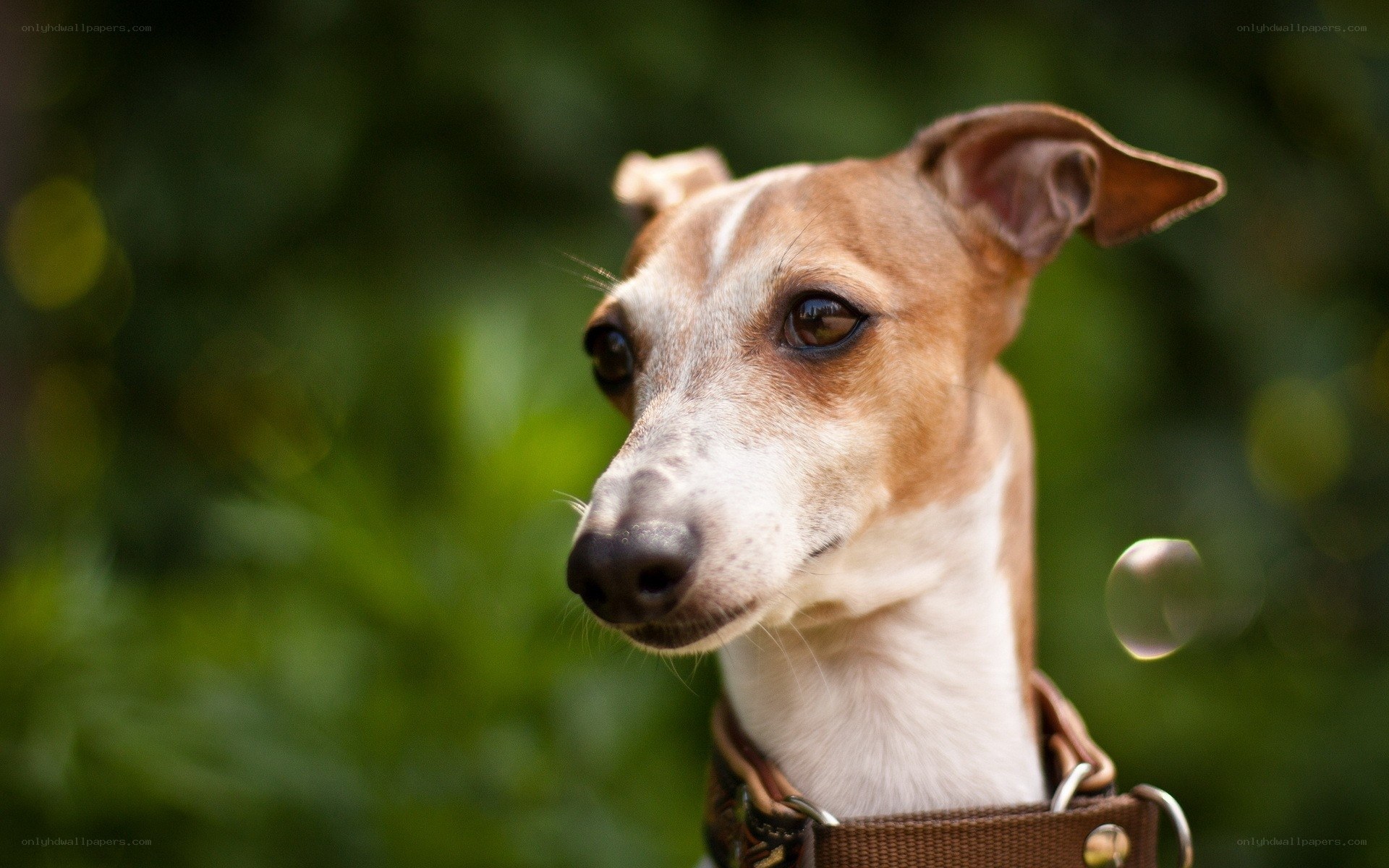 dog with brown collar