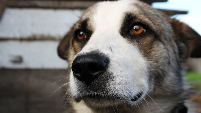 Dog with Brown Eyes