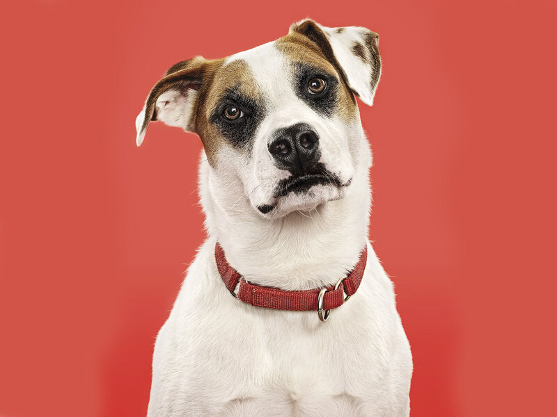 Dog with Brown Markings