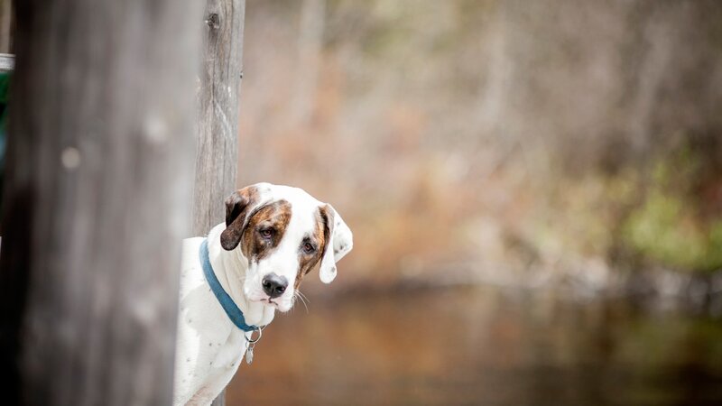 Dog with Brown Patches