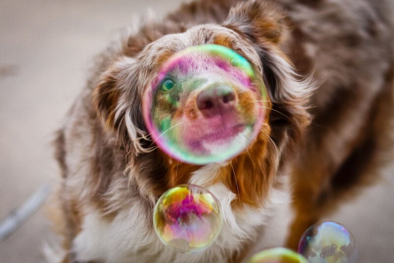 Dog with Bubbles — Brown