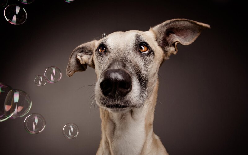 Dog with Bubbles — Gray