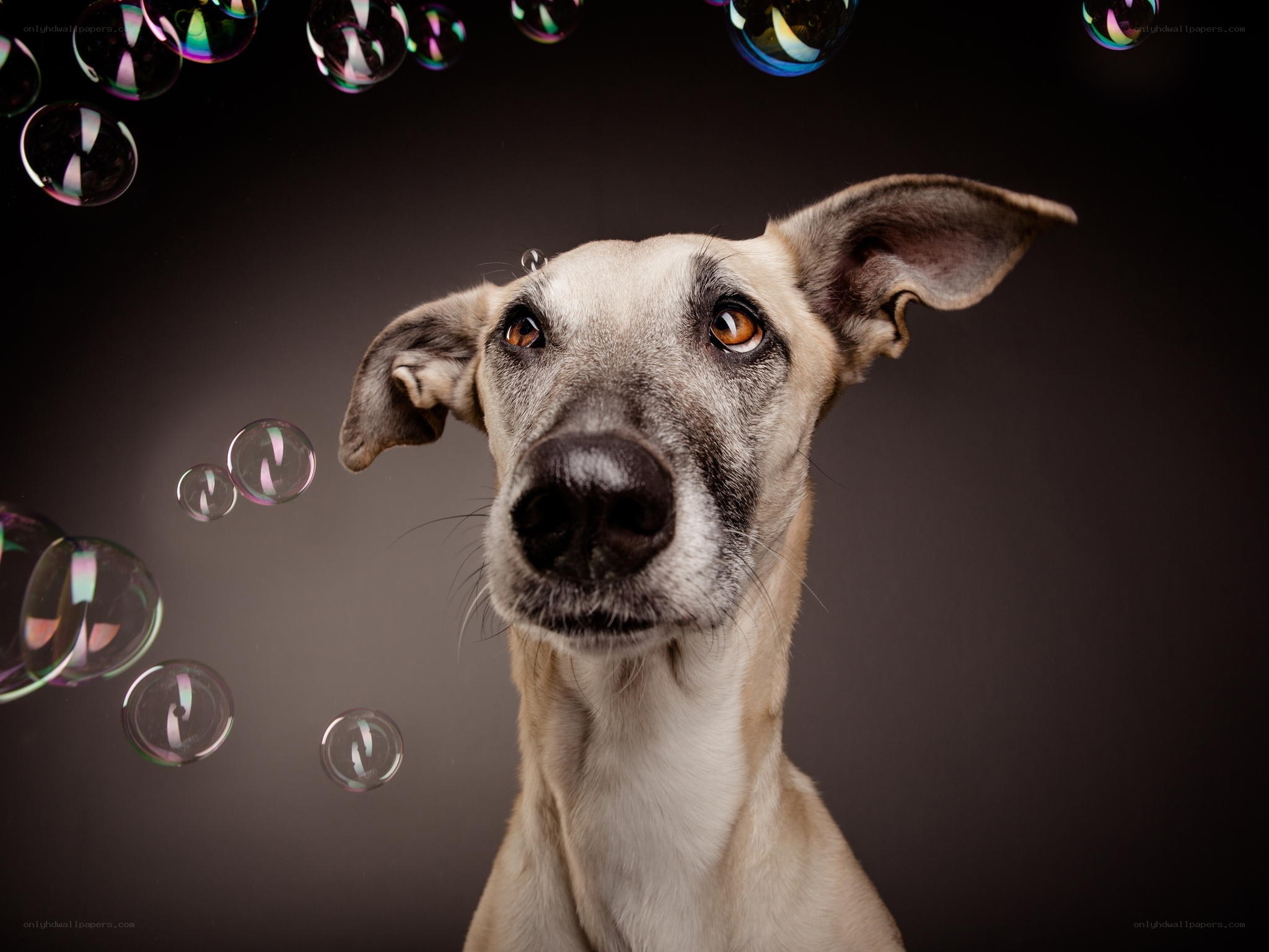dog with bubbles