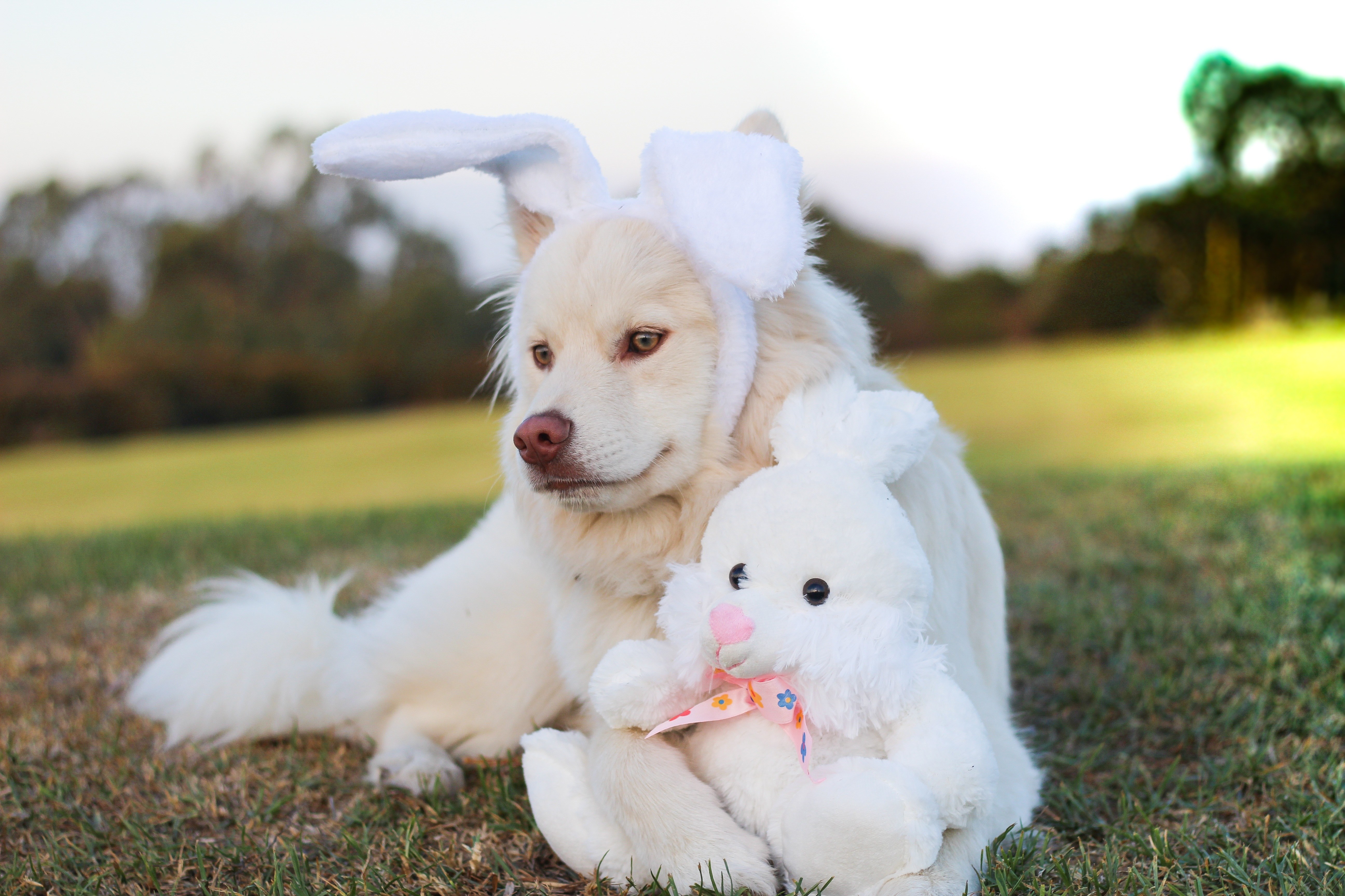 dog with bunny ears and toy