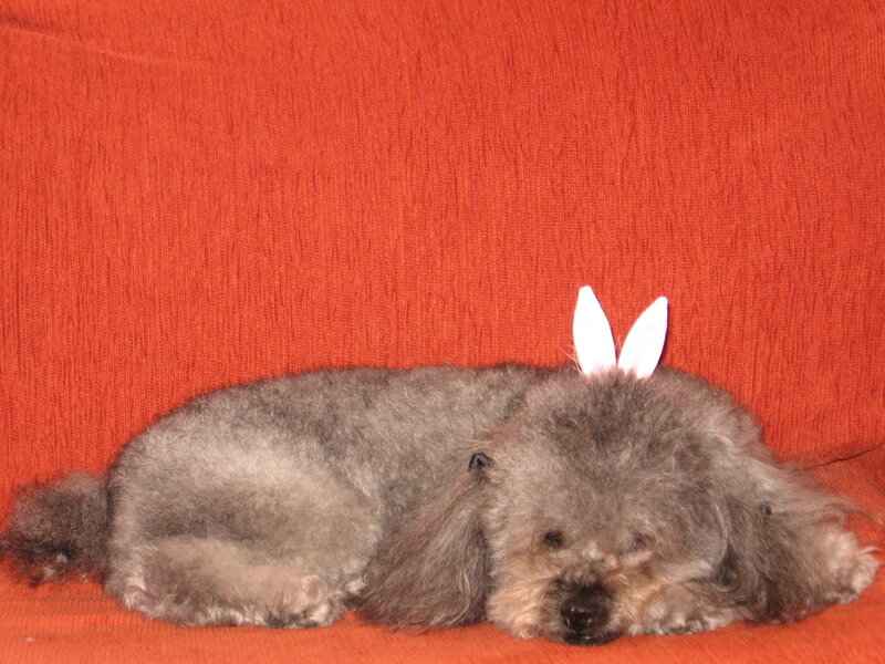 dog with bunny ears on couch