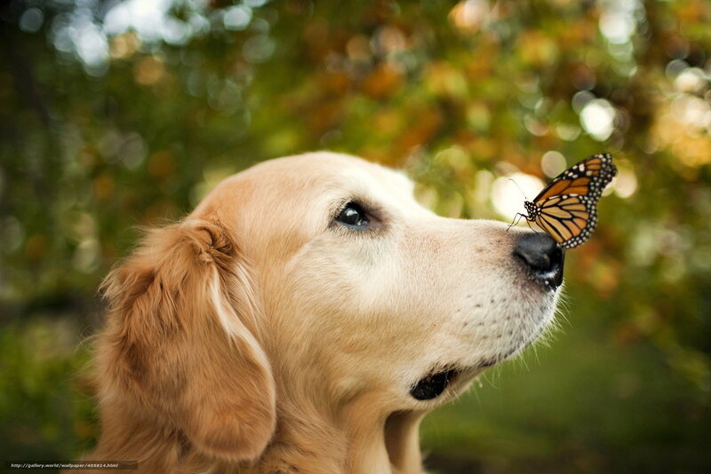 dog with butterfly on nose