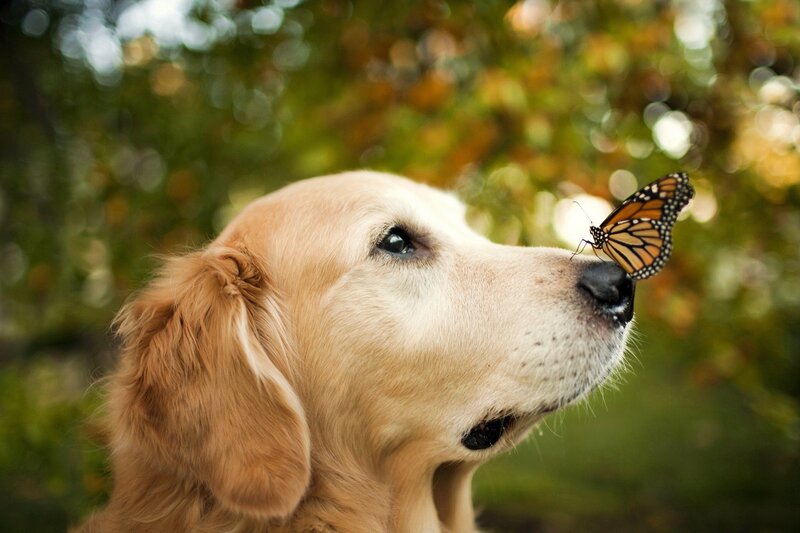 dog with butterfly on nose