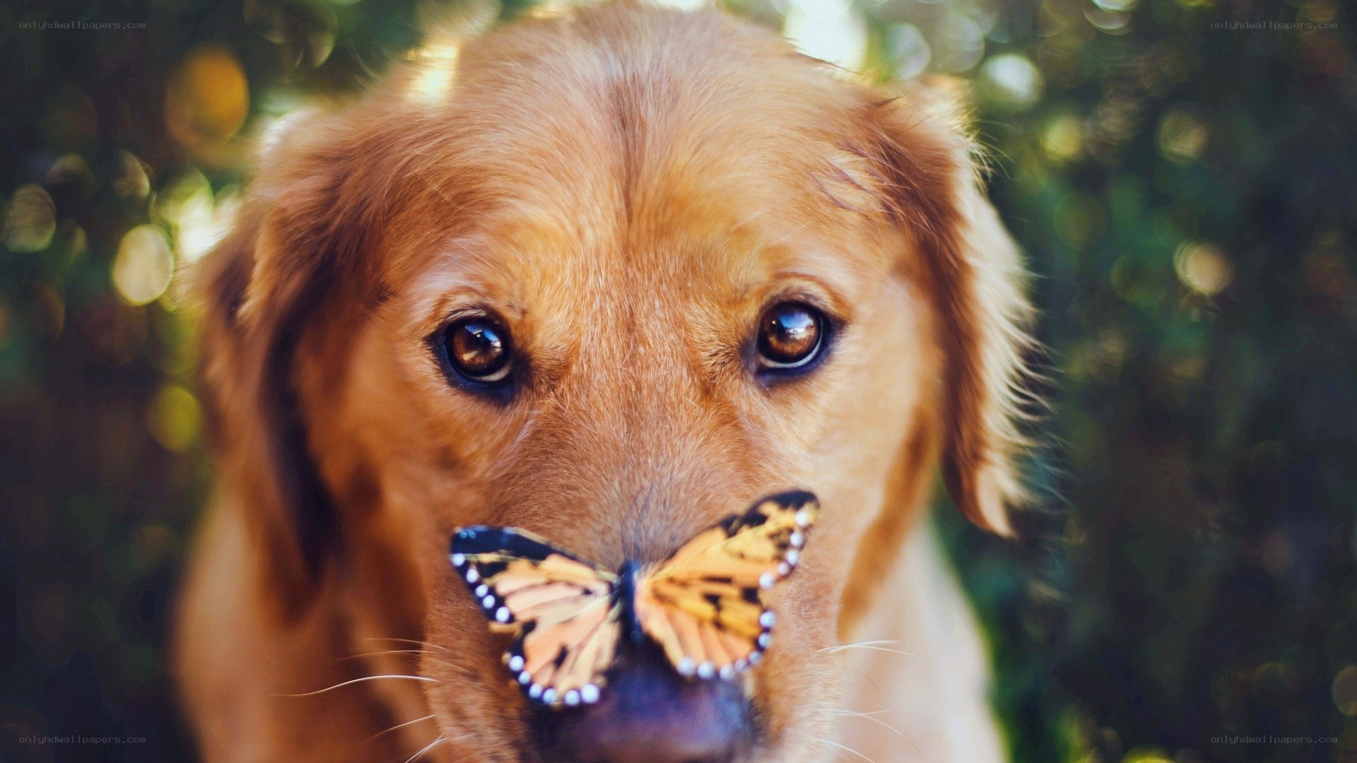 dog with butterfly on nose