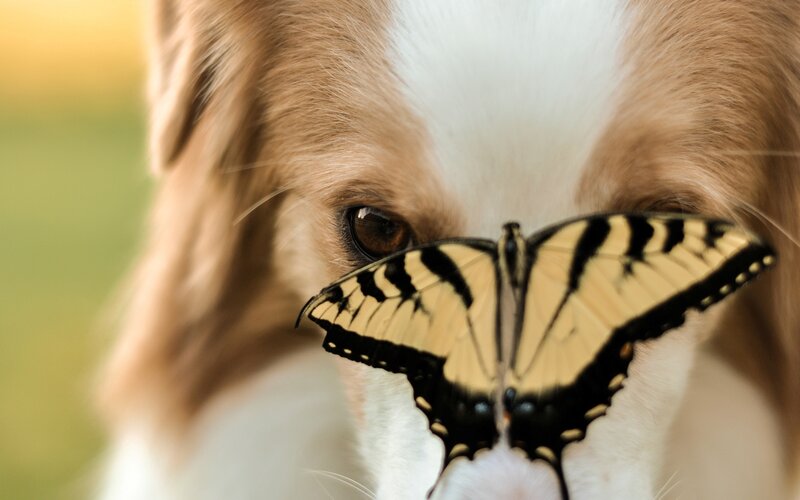 Dog with Butterfly