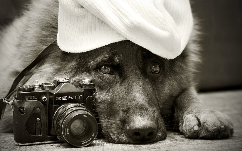 Dog with Camera