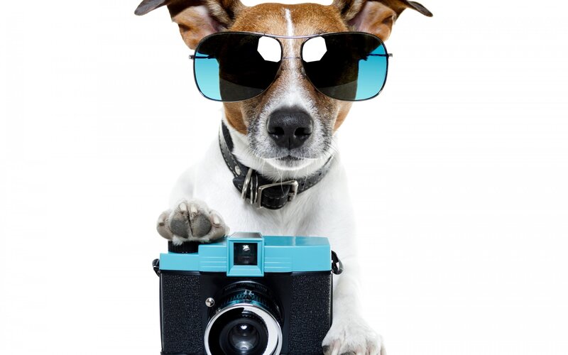 Dog with Camera — White