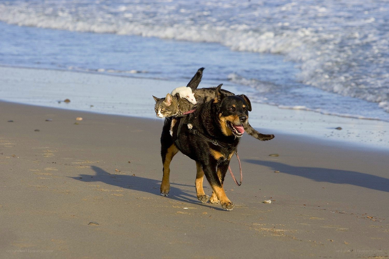 dog with cat and mouse on beach