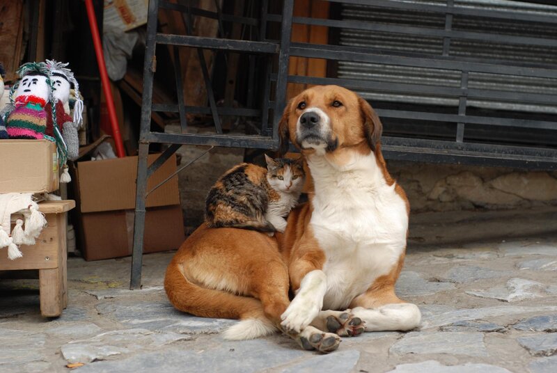 Dog with Cat on Back — Brown