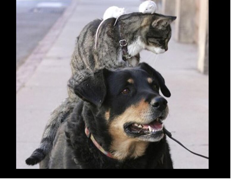Dog with Cat on Back