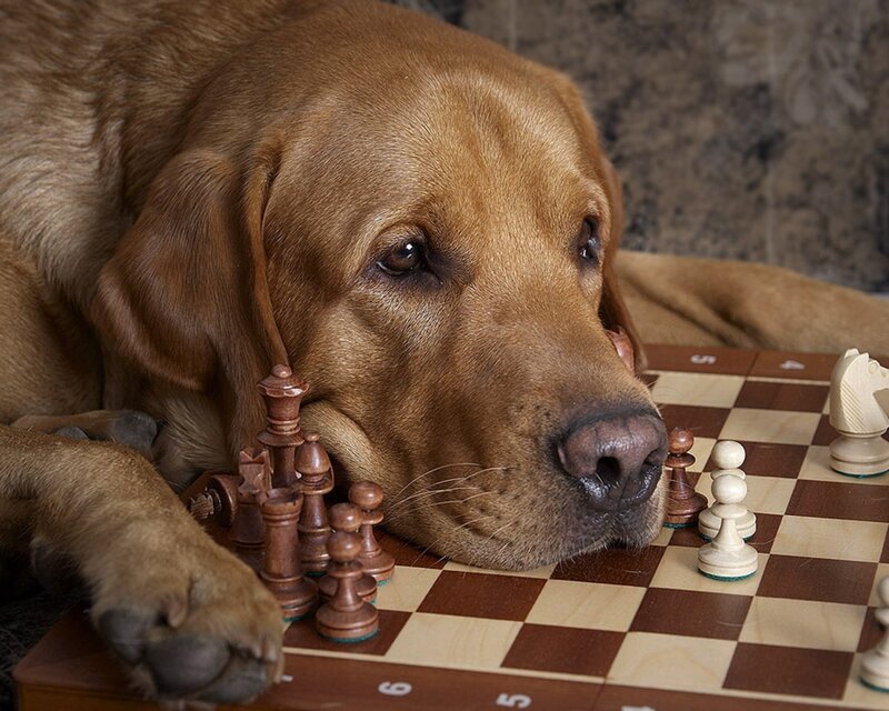 dog with chess pieces