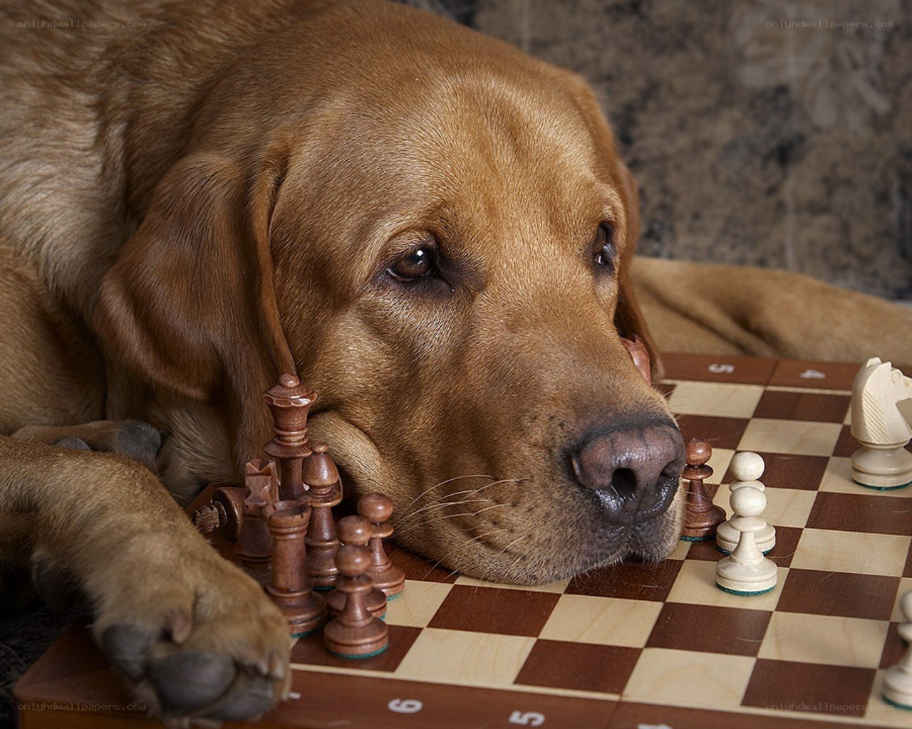 dog with chess pieces