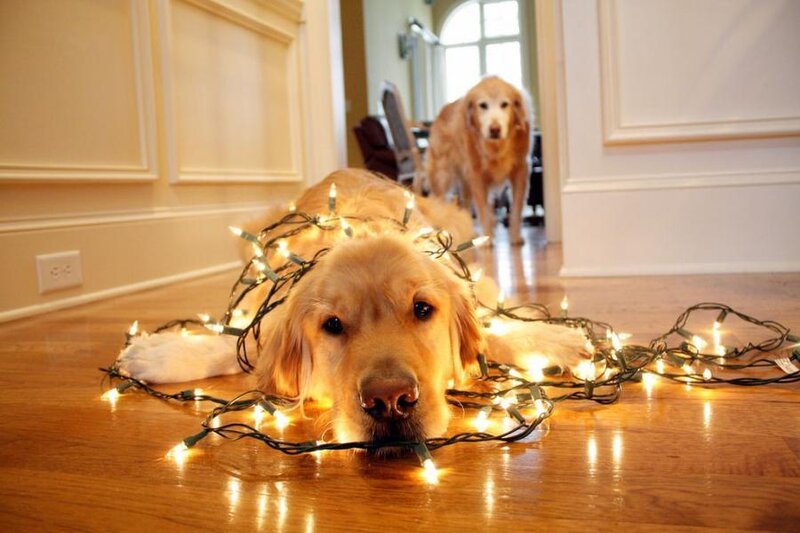 Dog with Christmas lights