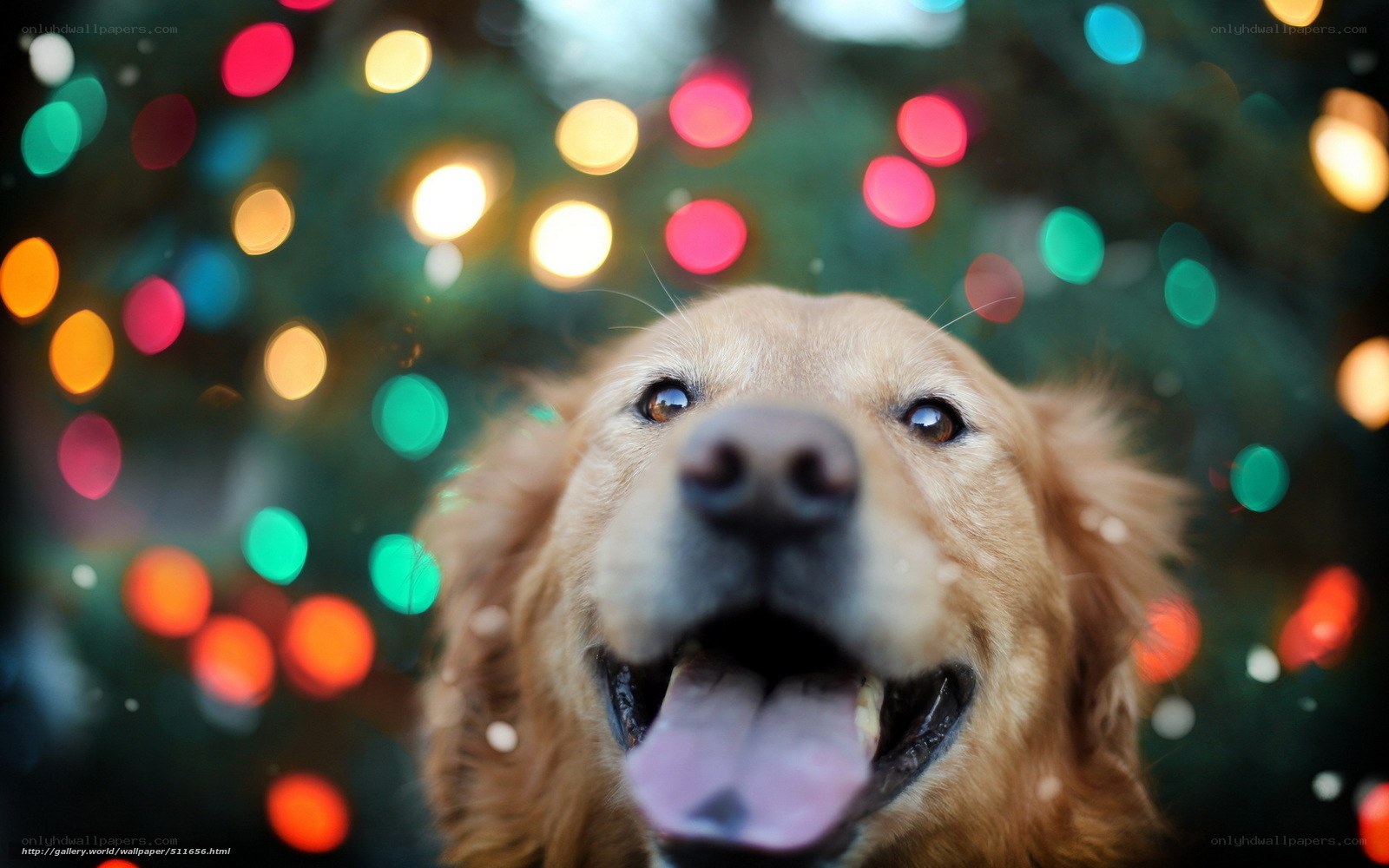 dog with Christmas lights