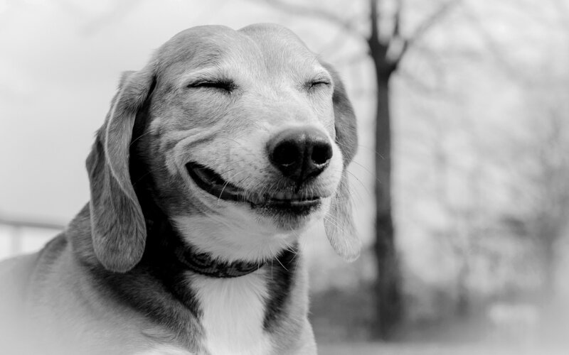 Dog with Closed Eyes — Black