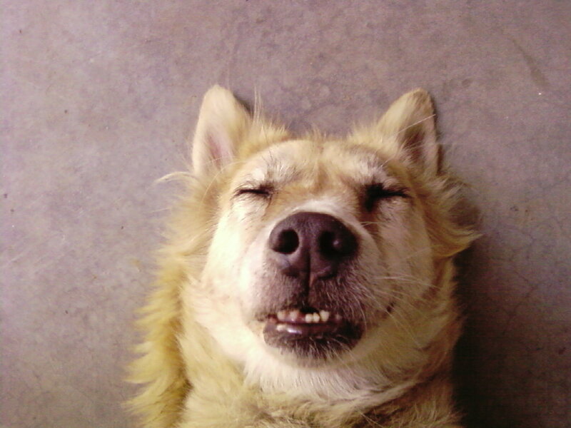 Dog with Closed Eyes — Brown