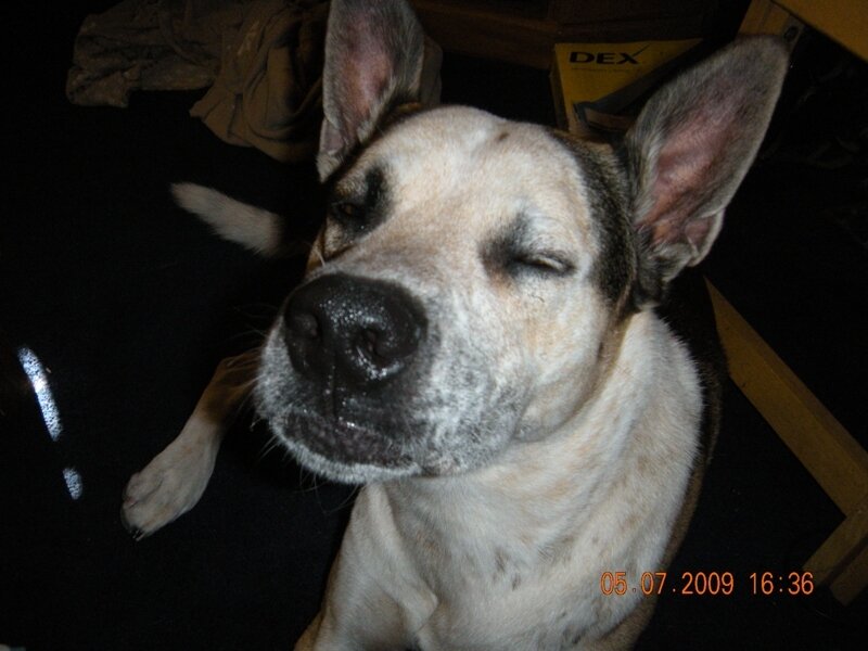 Dog with Closed Eyes — White