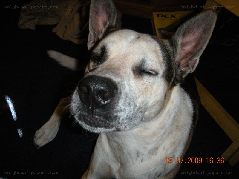 dog with closed eyes
