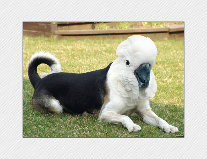 dog with cockatoo head