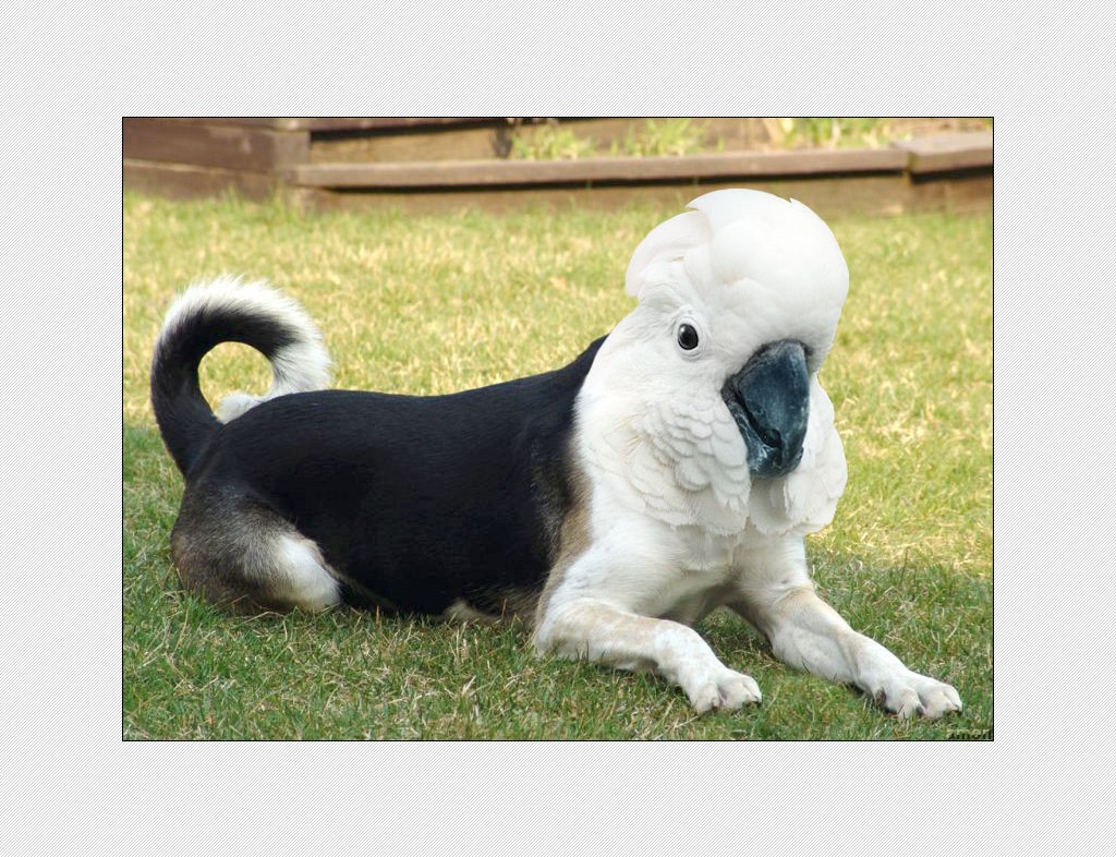 dog with cockatoo head