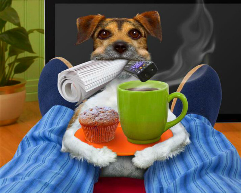 Dog with Coffee and Muffin