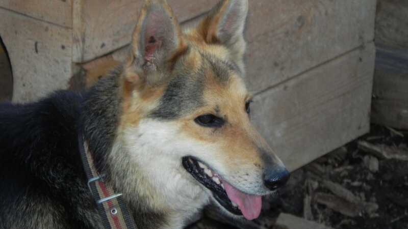 Dog with Collar