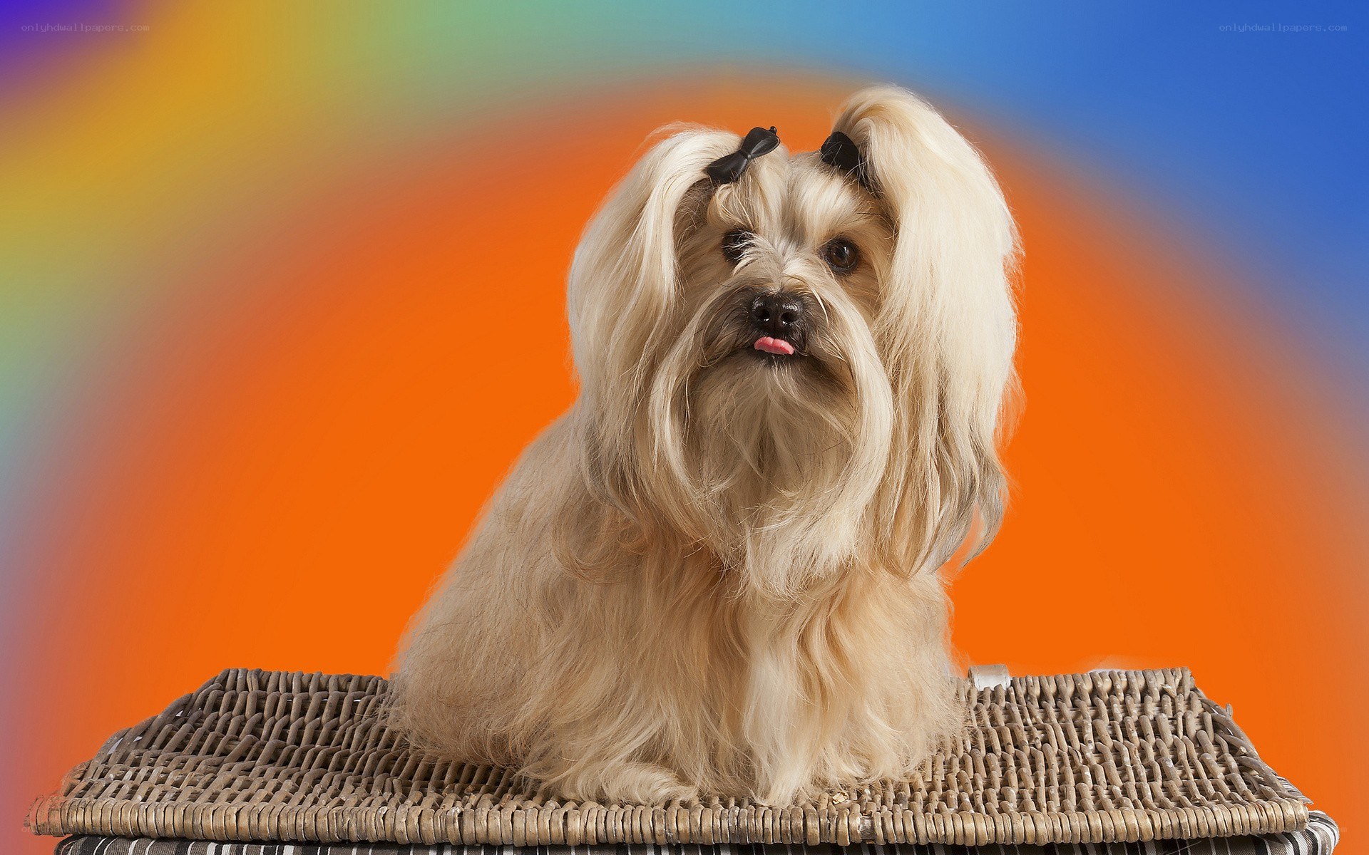 dog with colorful background