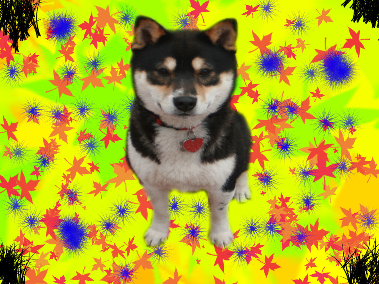 dog with colorful background