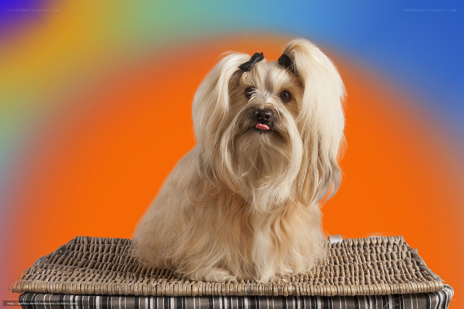 dog with colorful background