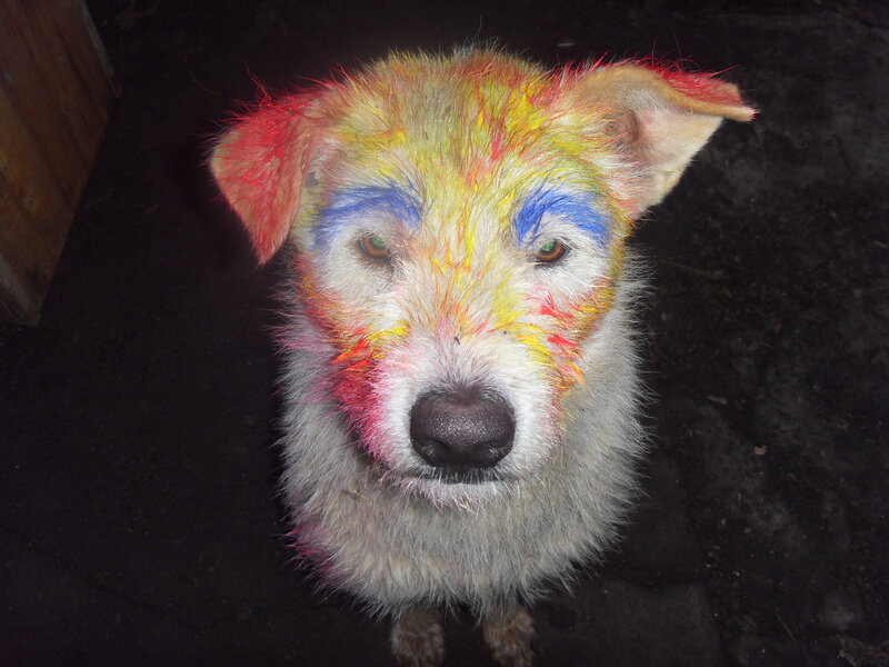 Dog with Colorful Paint