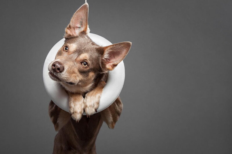 Dog with Cone Collar — Gray