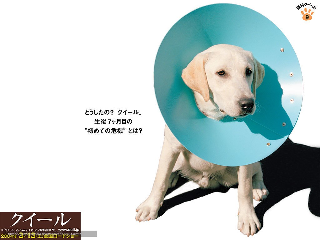 Dog with cone collar